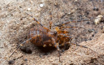 Media type: image;   Invertebrate Zoology 138139